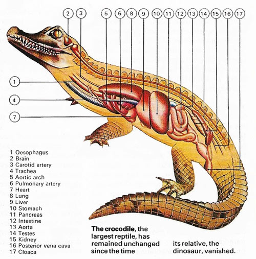 internal anatomy of the crocodile
