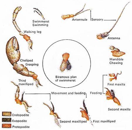 crustacean appendages