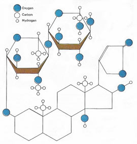 digitalis molecule