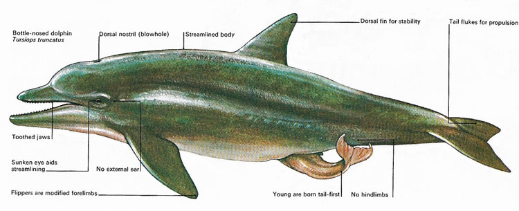 Dolphin labelled