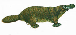 duck-billed platypus