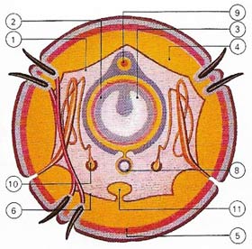 earthworm cross-section