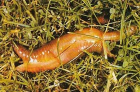 earthworms mating