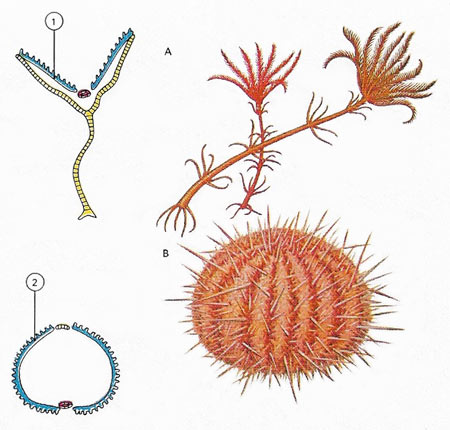 echinoderm body shapes
