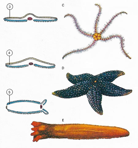 echinoderm body shapes