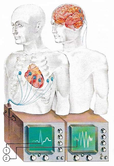 electrocardiogram and electroencephalogram