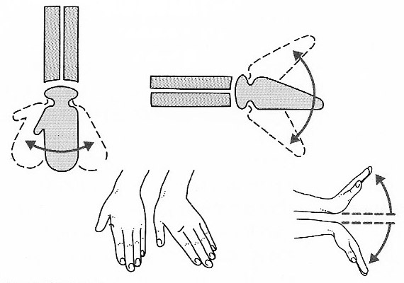 ellipsoidal joint: wrist joint