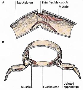 The support of muscles for movement is a major function of the exoskeleton.