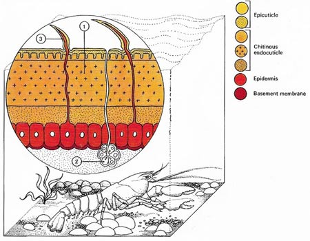 exoskeleton of a crustacean