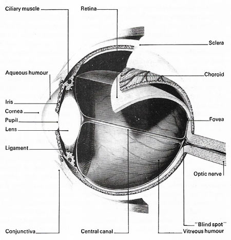 eye anatomy