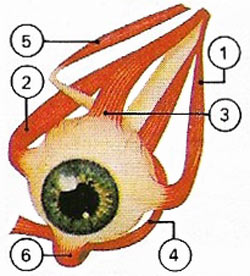 The eyeball is rotated by six extrinsic muscles.