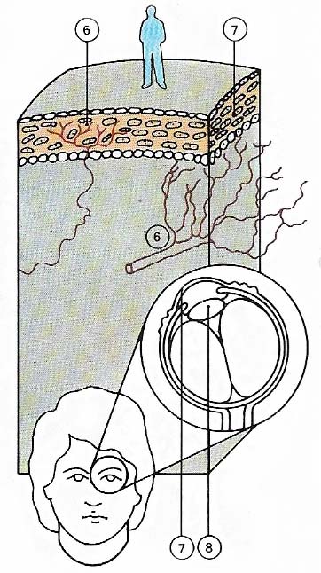 eye receptors