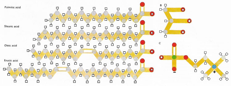 fatty acids