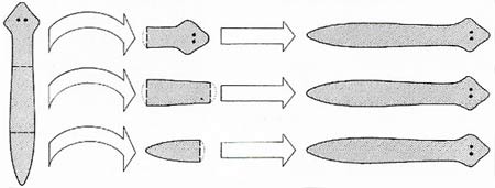 flatworm regeneration