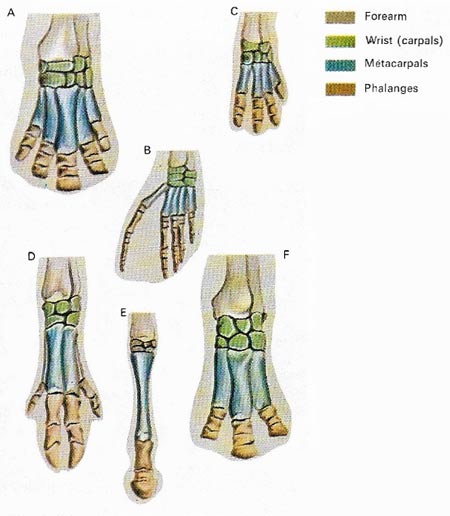 front limbs of ungulates