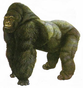 gorilla