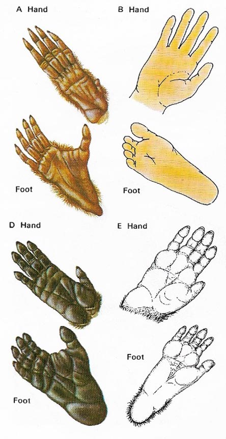 Hands and feet of primates