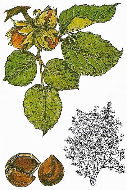 hazel nuts