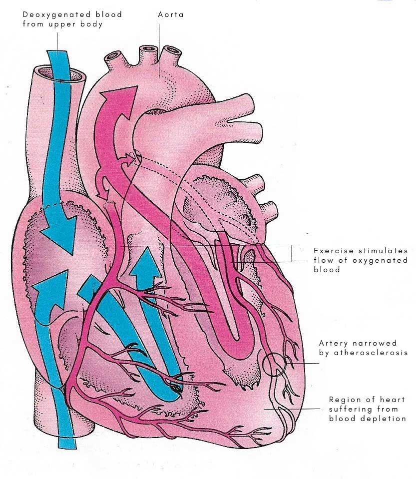 heart during angina