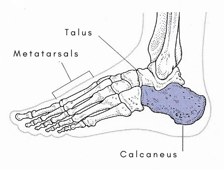 Heel bone (calcaneus)