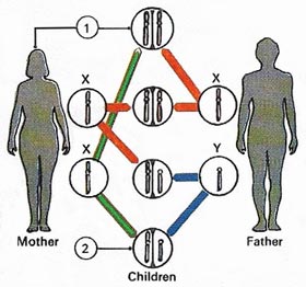 hemophilia