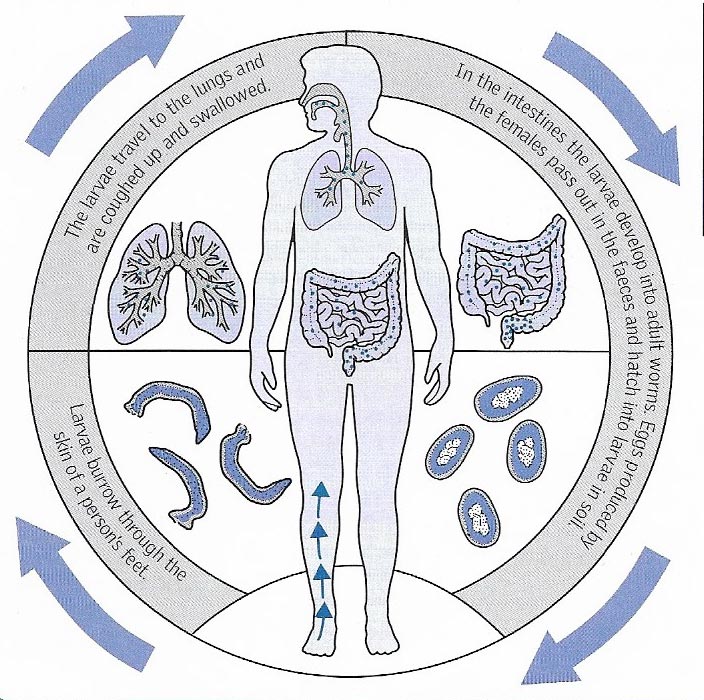 Hookworm life cycle