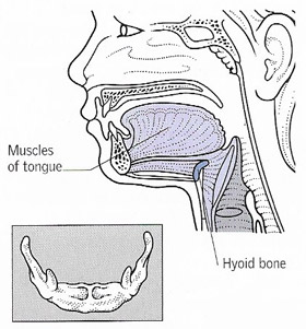 hyoid location