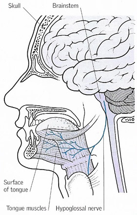 hypoglossal nerve