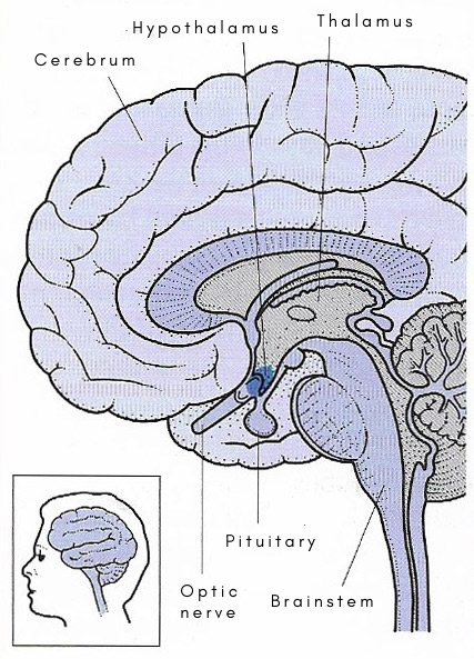 hypothalamus