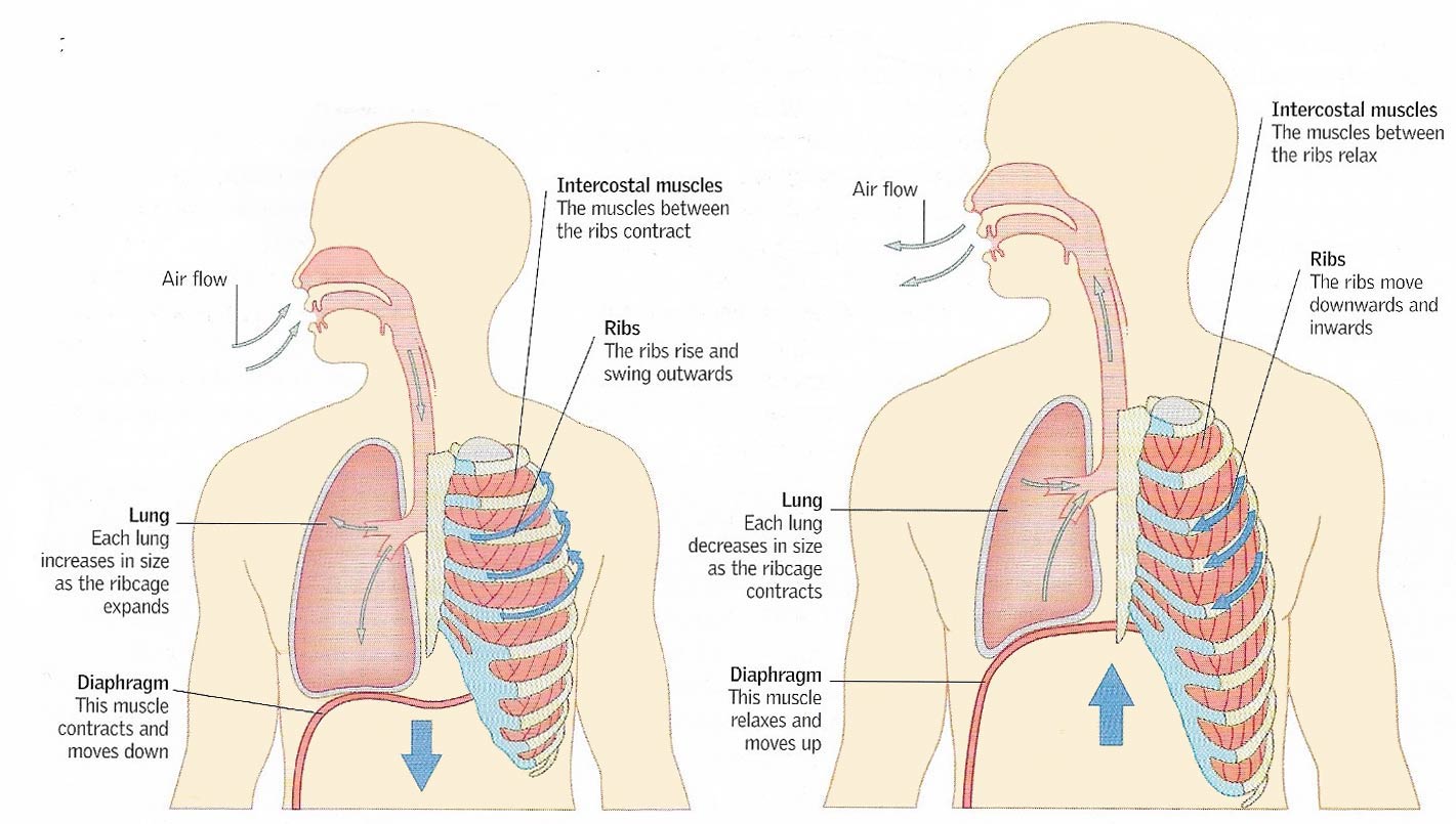 inhalation and exhalation