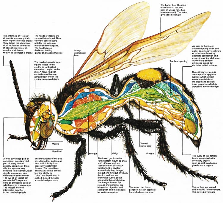 insect anatomy