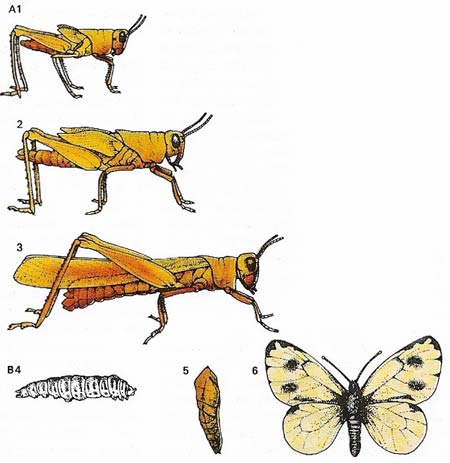 Insect metamorphosis