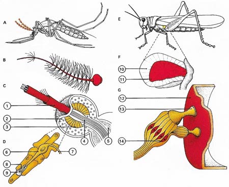 insect receptors