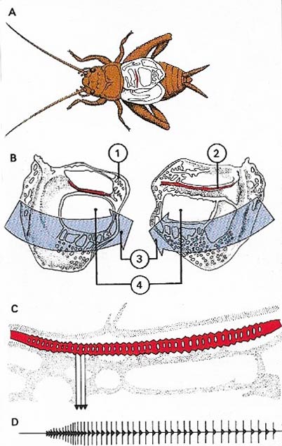 insect signaling sounds