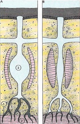 tracheae and trachioles