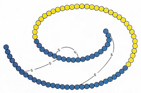 insulin fromed from proinsulin