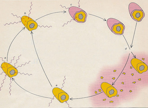 life cycle of interstellar grainc