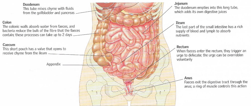 intestine or bowel