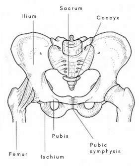 Make pelvis