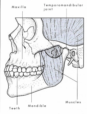 jaw anatomy