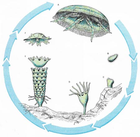 jellyfish life cycle