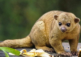 kinkajou