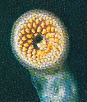 Rows of rasping teeth arm the inside of the lamprey's mouth.