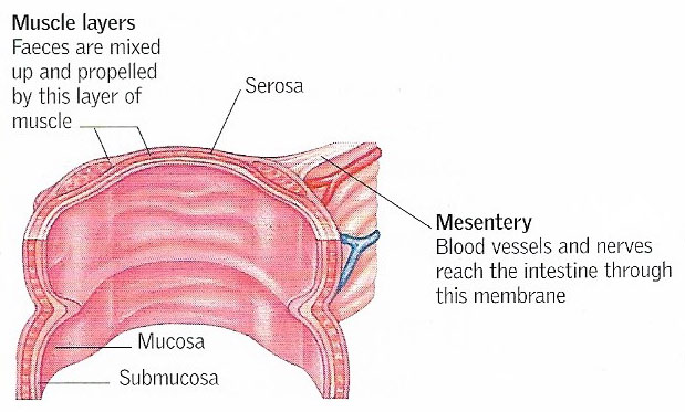 Cross-section of the large intestine