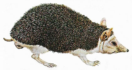 long-eared hedgehog