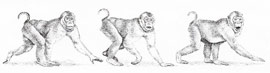 macaque