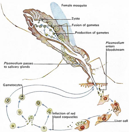 malaria-producing protozoan