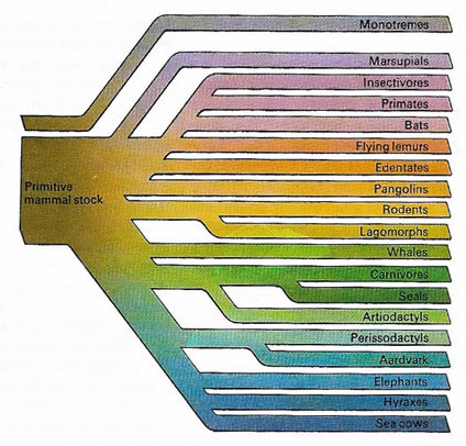 mamml family tree