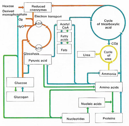 metabolism