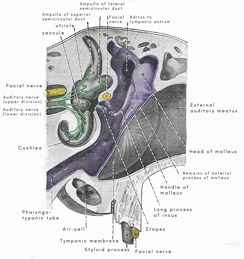 tympanic cavity and adjacent parts